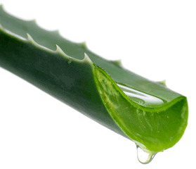 aloe-vera-gel-from-leaf