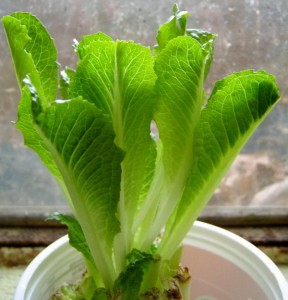 Growing lettuce inside