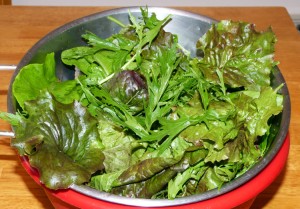 Heirloom lettuce