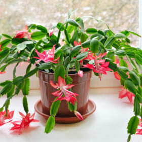Benefits Of Houseplants--More Than A Decoration