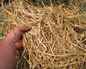wheat straw