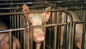 factory farm pig