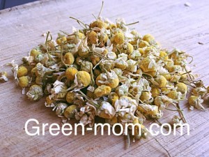 chamomile herb