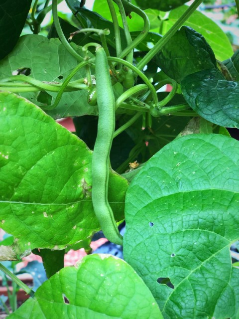 Beans, the Climate, Smart Food, and Why You Should Grow Beans - The ...