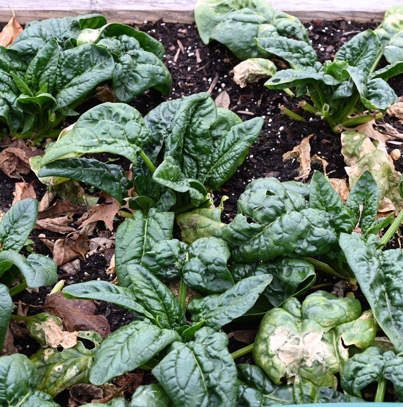 Leafy Greens To Grow in the Fall