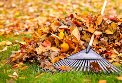 7 Eco-Friendly Tips for Using Fall Leaves
