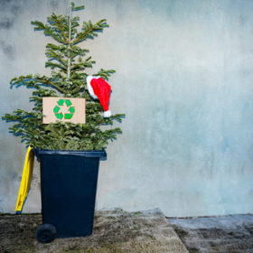 8 Sustainable Ways to Dispose of Your Christmas Tree
