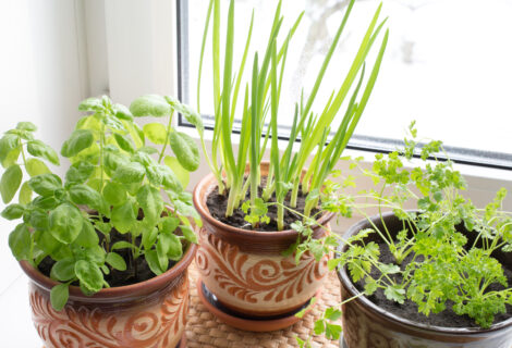 Growing Herbs!