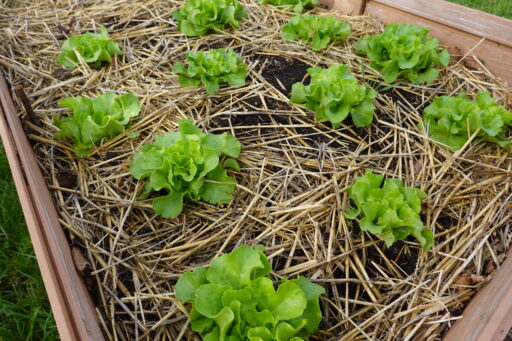 Why You Should Grow Lettuce