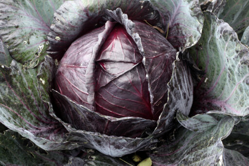 Fermented Red Cabbage with Chili