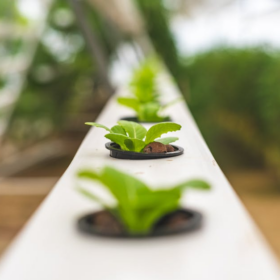 Image source: https://www.pexels.com/photo/close-up-photo-of-lettuce-plant-using-hydroponics-farming-4199761/