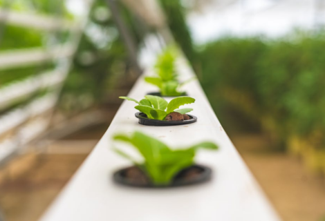 Image source: https://www.pexels.com/photo/close-up-photo-of-lettuce-plant-using-hydroponics-farming-4199761/