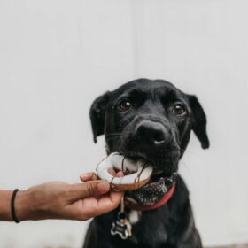 6 Tips on Buying Wholesome Dog Food for Balanced Nutrition Image source: https://unsplash.com/photos/puppy-biting-brown-toy-while-person-grabbing-it-JgdgKvYgiwI