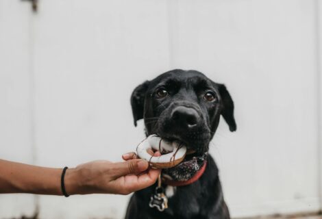 6 Tips on Buying Wholesome Dog Food for Balanced Nutrition Image source: https://unsplash.com/photos/puppy-biting-brown-toy-while-person-grabbing-it-JgdgKvYgiwI