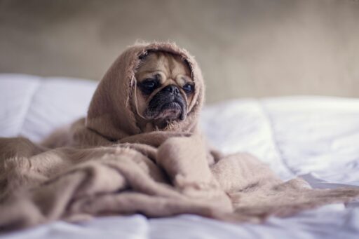 The Zero-Waste Pet Household: Eco-Friendly Tips and TricksImage source: https://unsplash.com/photos/pug-covered-with-blanket-on-bedspread-2Ts5HnA67k8