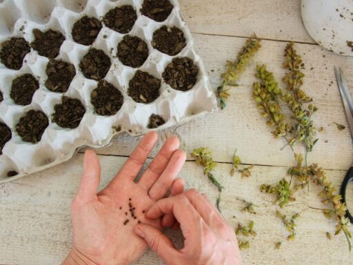 How to Start Herb Seeds Indoors for a Thriving Herb Garden
