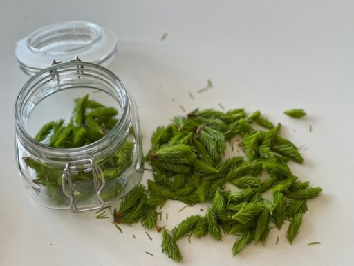 Spruce Tip Syrup: Spring in a JarPicture by Fredrika Syren 