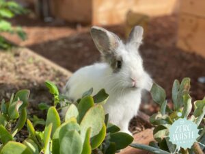The Secret Ingredient Behind My Garden's Success? A Little Bunny Named Simba