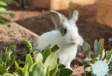 The Secret Ingredient Behind My Garden